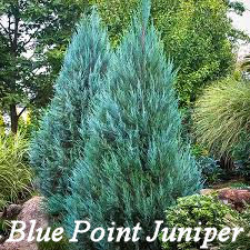 Blue Point Juniper shrub