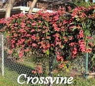 Crossvine plant