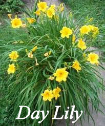 Daylily plant