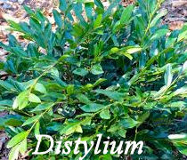 Distylium shrub