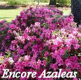 Encore Azalea plant