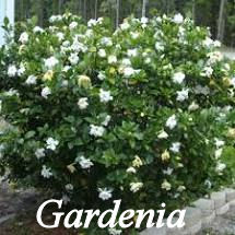 Gardenia shrub