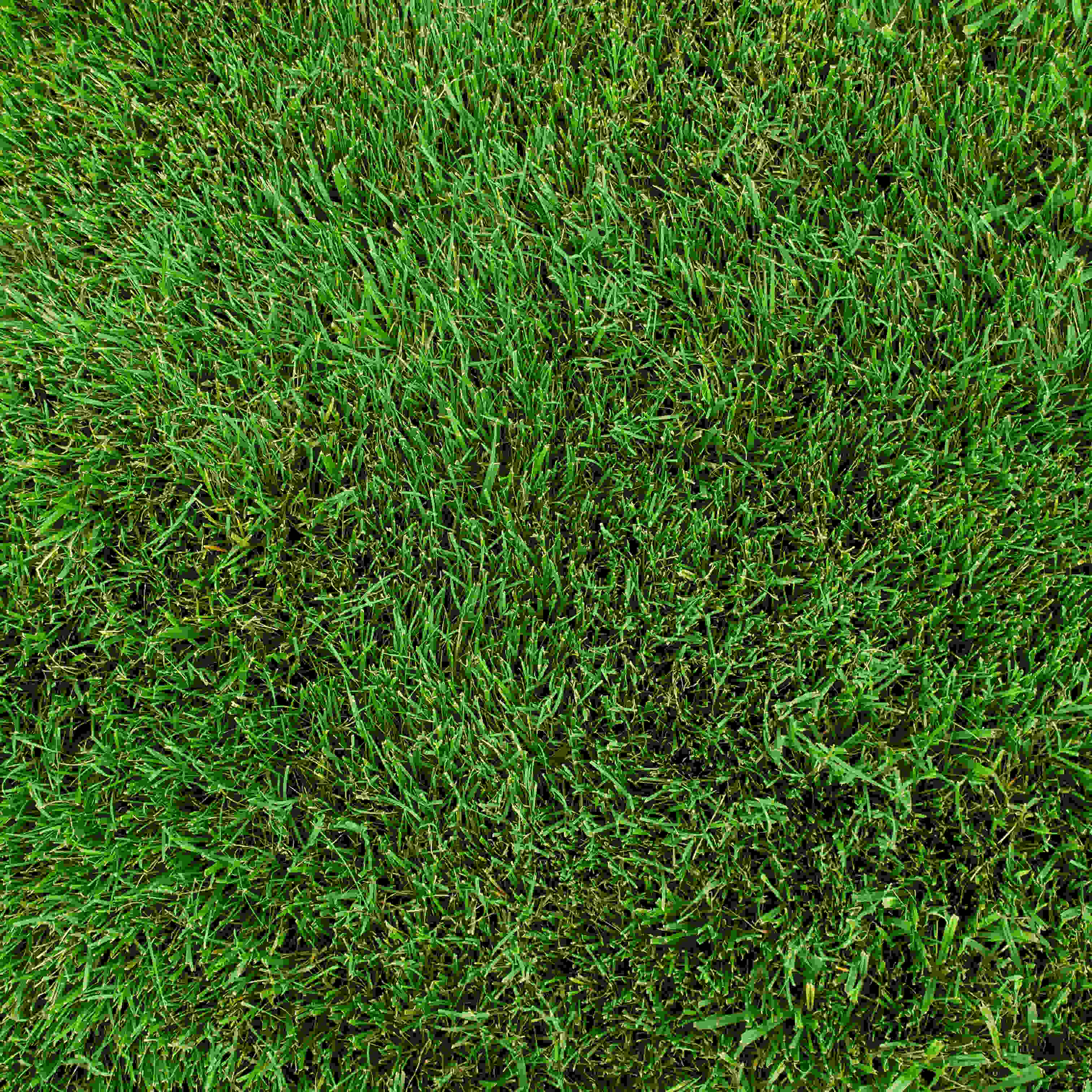 Turf grass