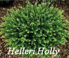 Helleri Holly shrub