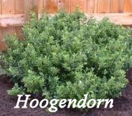 Hoogendorn shrub