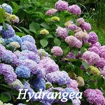 Hydrangea shrub