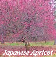 Japanese Apricot Tree