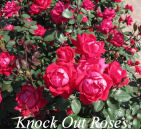 Knock Out Rose plant