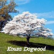 Kousa Dogwood Tree