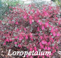 Loropetalum shrub