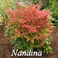 Nandina shrub
