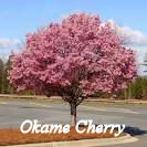 Okame Cherry Tree