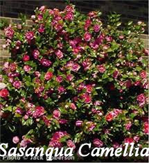 Sasanqua Camellia shrub