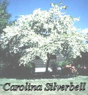 Silverbell Tree