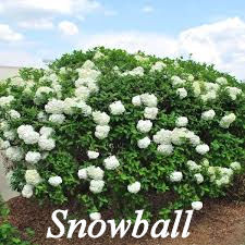 Snowball Bush plant