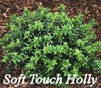 Soft Touch Holly Shrub