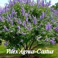 Vitec Agnus Castus Tree