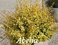 Abelia shrub