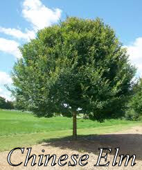 Chinese Elm Tree