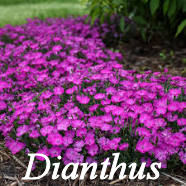 Dianthus Plant