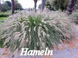 Hameln Grass