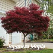 Japanese Maple Tree