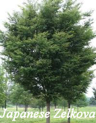 japanese Zelkova Tree