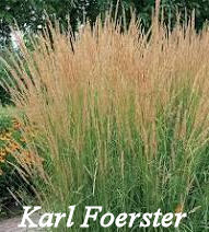 Karl Foerster Grass