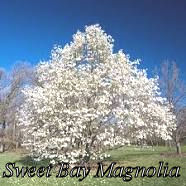 Sweetbay Magnolia Tree