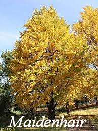 Maidenhair Tree