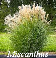 Miscanthus Grass