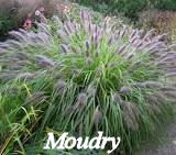 Moudry Grass