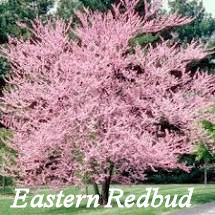 Redbud Tree