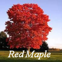 Red Maple Tree