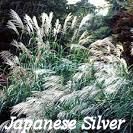 Silver Grass