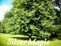 Silver Maple Tree