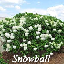 Snowball Tree