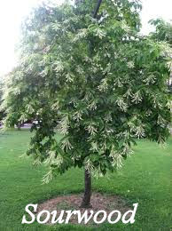 Sourwood Tree