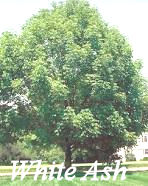 White Ash Tree