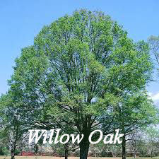 Willow Oak Tree