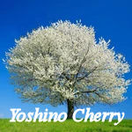 Yoshino Cherry Tree